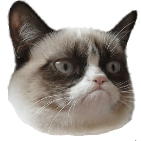 Grumpy Cat Head Right Transparent Png Stickpng