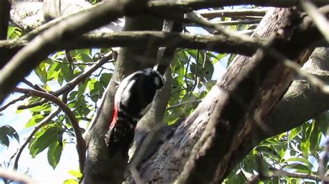 Males have a crimson spot on the nape, which is absent in females and this woodpecker shows no marked preference for particular tree. アカゲラ雌/Great Spotted Woodpecker 5 - YouTube