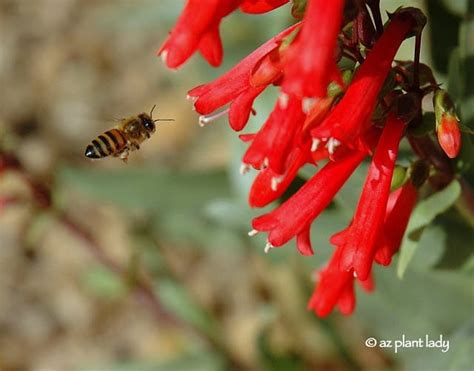 We did not find results for: Firecracker Penstemon: Orange-Red Spikes of Color ...