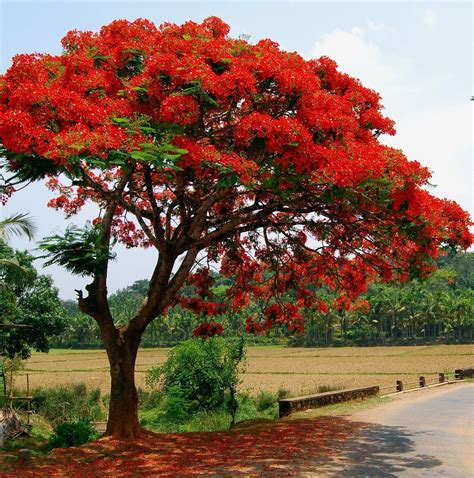 Royal Poinciana Seeds Gulmohar Delonix Regia Tree Flame Tree