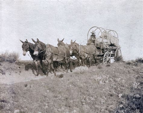 Cowboys On The Chuck Wagon Old West Life Antique Photo 1908 Mules