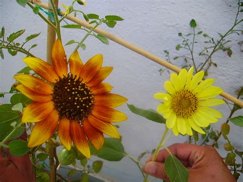 En la mayoría de especies de cactus, deberás trasplantar la planta junta unas cuantas hojas de periódico y dóblalas en tres para crear una tira gruesa y fuerte. Girasol