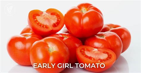 Early Girl Tomato Discover The Benefits Of This Fast Growing