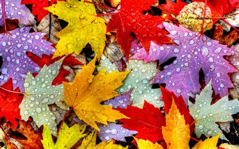 Wet Autumn Leaves Hd Wallpaper Background Image 2560x1600 Id