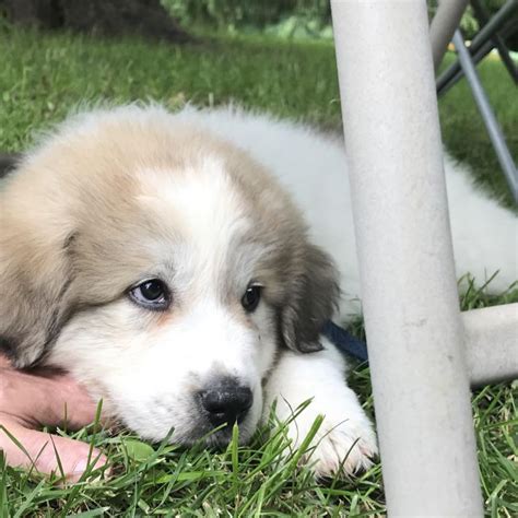 In 1675, louis xiv made it the royal dog of france and it soon became popular. Puppy growth chart ruckus, Pyrenean Mountain Dog, Male