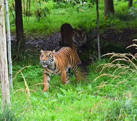 Tiger Zsl London Zoo Heather Smithers Flickr