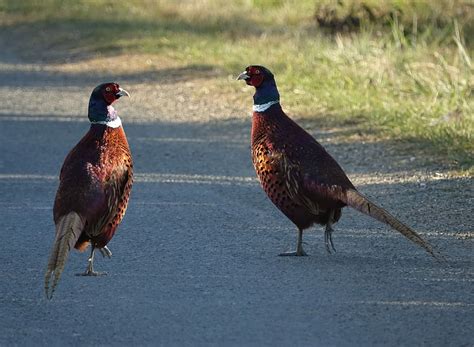 Bird Roosters Pheasants Wild Dom Animal Themes Animal Group Of