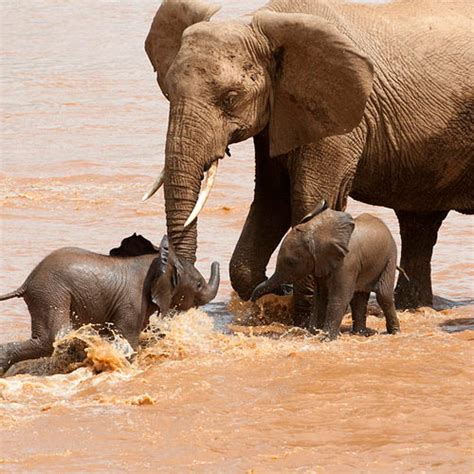 baby elephant weight for sale - Role Microblog Image Library