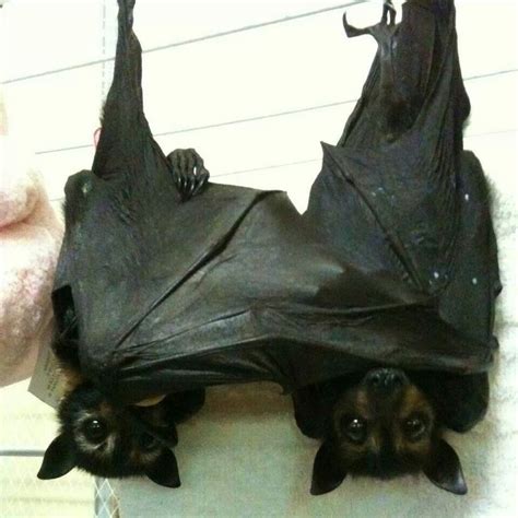 Pin By Maria Lucas On Cute Creatures Cute Bat Bat Cute Animals