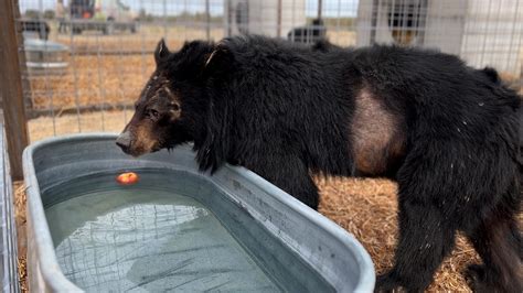 22 Bears Rescued From A Bear Bile Farm And Rehomed In Colorado