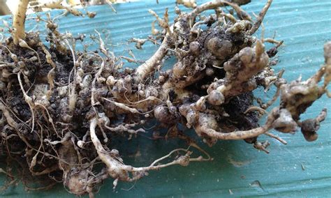 Nematodes And Your Garden The Ultimate Guide
