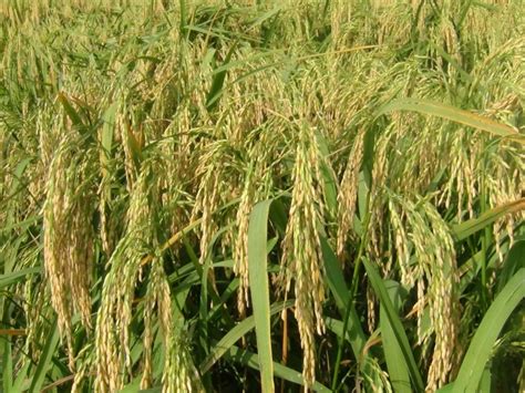 Pure Crop Brown Hybrid Rice Seed 12 Packaging Size 50 Kg At Rs 130