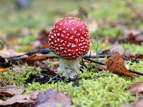 Magical Mushrooms The Allure Of Edible Fungi