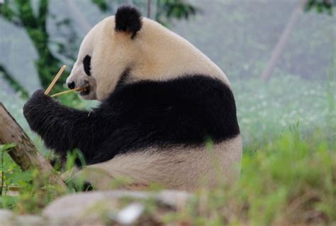 How To Volunteer With Pandas In China Katie Aune Giant Panda