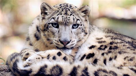 Snow Leopard Conservation Gets Boost From New Tech Blog Nature Pbs