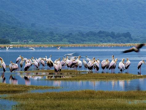Flamingos In Southern Africa How To Find Fuchsia Flamingos Unianimal
