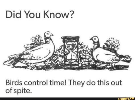 Did You Know Birds Control Time They Do This Out Ofspite Bird