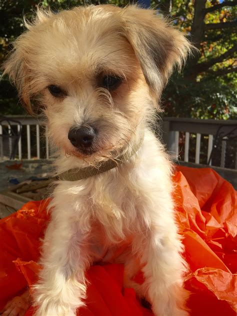 Good karma puppy rescue's mission is to reduce the number of abandoned, neglected and. Adopt Amelia on Petfinder | Yorkshire terrier, Poodle mix ...
