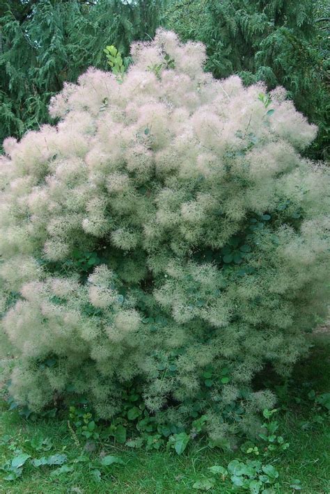 Smokebushes Are Unique Plants That Have Fluffy Airy Blossoms That