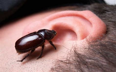 How To Remove A Bug From Your Ear Modern Survival