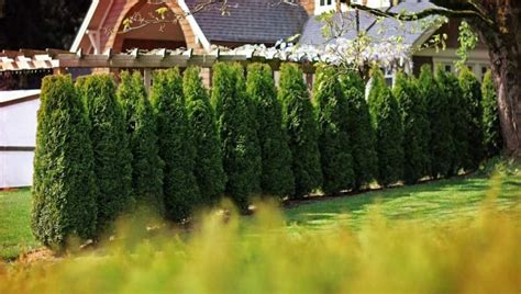 How To Care For Cedar Hedging Fraser Valley Cedars