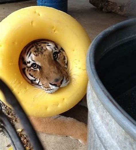 19 Pictures Of Big Cats Being Cute