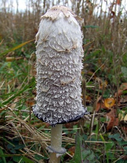 Shaggy Mane Coprinus Comatus In Ontario Edible Wild Mushrooms