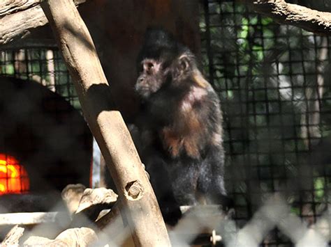 Sapajus Robustus Crested Capuchin In Los Angeles Zoo And Botanical