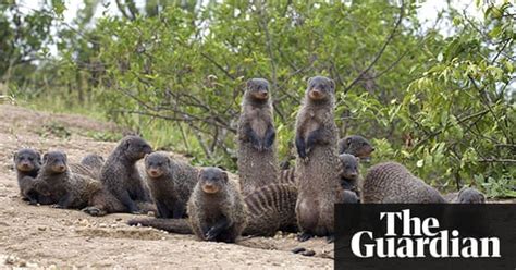 In Pictures Banded Brothers Mongoose Group Stars Of New Bbc Show