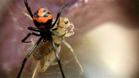 Araña Viuda Negra Latrodectus Sp Cazando Grillo I Youtube