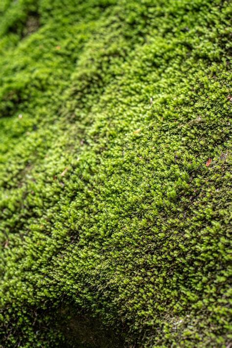 Green Moss Close Up Moss Texture Stock Photo Image Of Grow Pattern