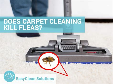 What Carpet Cleaner Kills Fleas