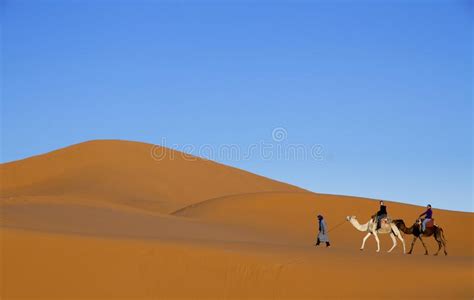 Arab Man Leading Tourists On Two Camels Along Desert Sand Dunes With