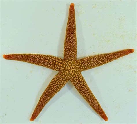 A Starfish Is Shown On A White Surface