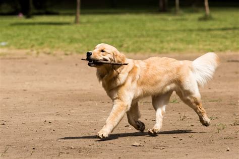 Dog Obesity 6 Dog Breeds Most Prone To Being Obese