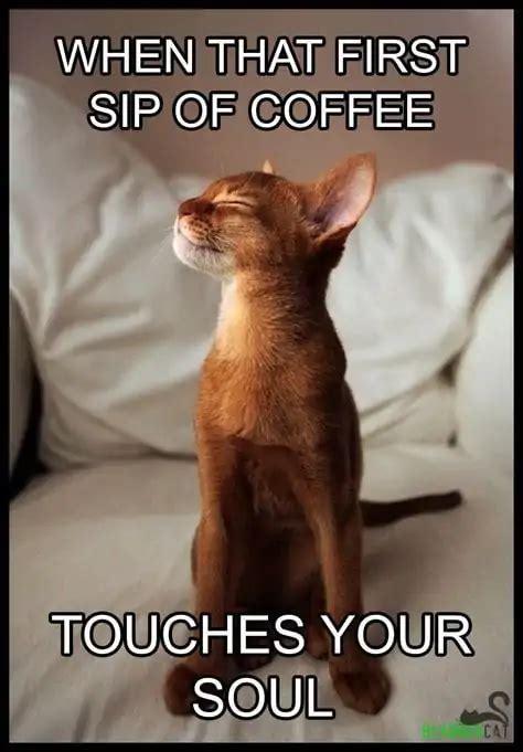 75 Funny Coffee Memes To Brighten Up Your Day