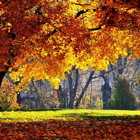 Free Autumn Screensavers Posted By Ethan Simpson