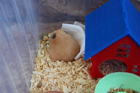 Do Hamsters Hibernate A Data Backed Answer Hamsteropedia