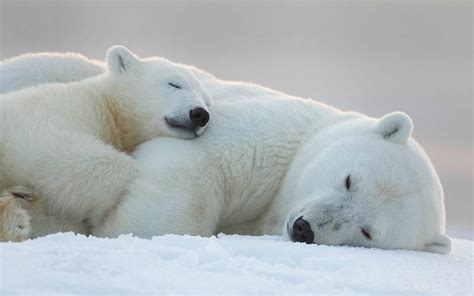 13 Maravillosas Fotos De Osos Polares Que Harán Que Los Adores Aún Más
