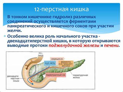 Пищеварение в кишечнике - презентация онлайн Картинка - Пищеварение в кишечнике - презентация онлайн