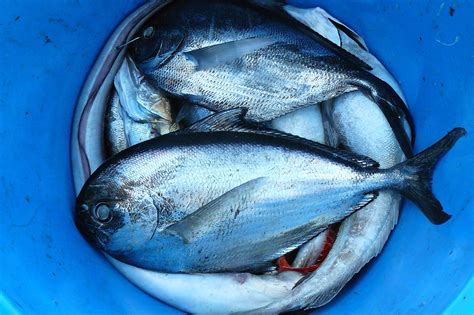 Gambar : biru, Thunnus, bandeng, Atlantic bluefin tuna, ikan yang