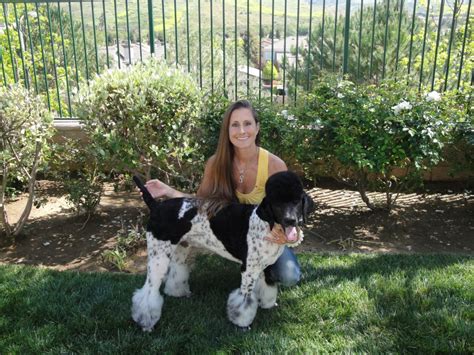 Poodles have incredibly thick and curly hair. I shaved his ears! - Poodle Forum - Standard Poodle, Toy ...
