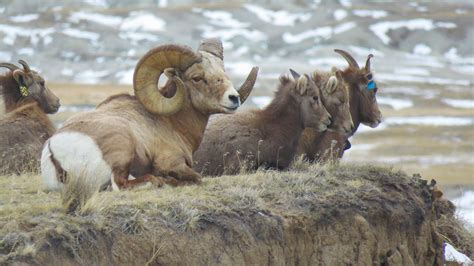Study Reveals Space Use Movement Of Bighorn Sheep In Nebraska