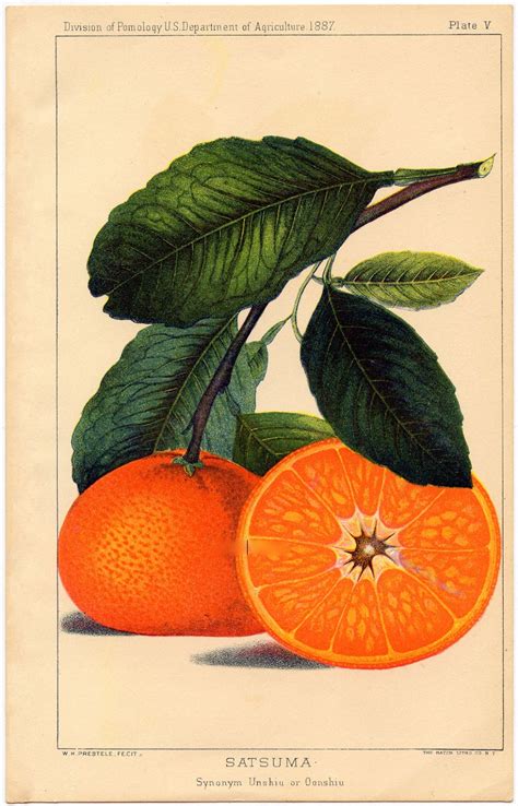 Instant Art Printable Botanical Fruit Oranges The Graphics Fairy