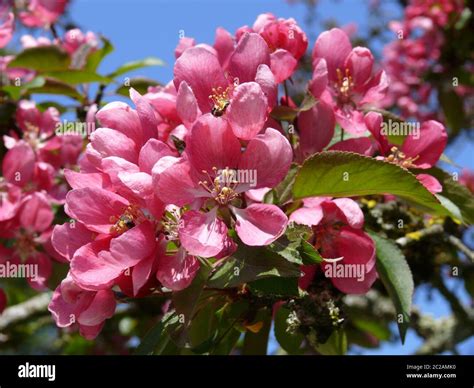 Pink Flowering Cherry Tree Stock Photo Alamy