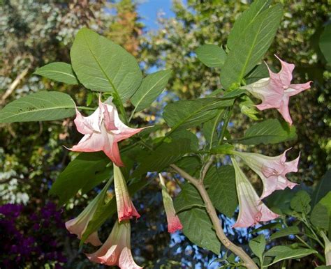 Our custom writing service is a reliable solution on your academic journey that will always help you if your deadline is too tight. Flowers in bloom all year round at the Tropical Parc ...