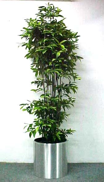 Sort by most relevant sort by popularity sort by newest sort by price: Skyland Gardening » Office Indoor Plants