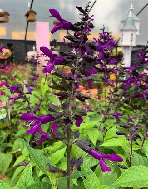 Salvia Purple And Bloom The Garden Corner