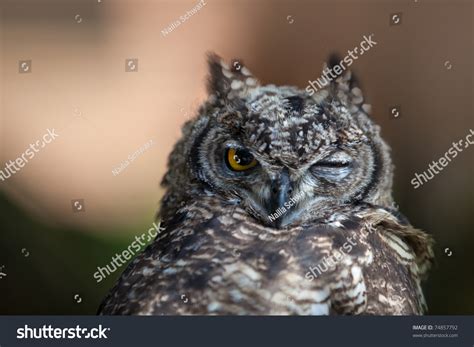 Closeup Portrait Of Funny Looking Great European Owl Stock Photo