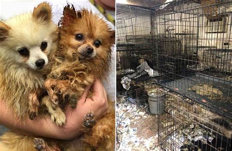 Dogs Rescued From Puppy Mill In Alabama